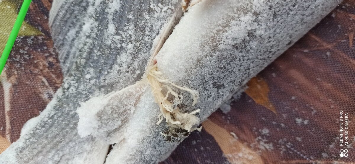 Паразиты в хариусе.