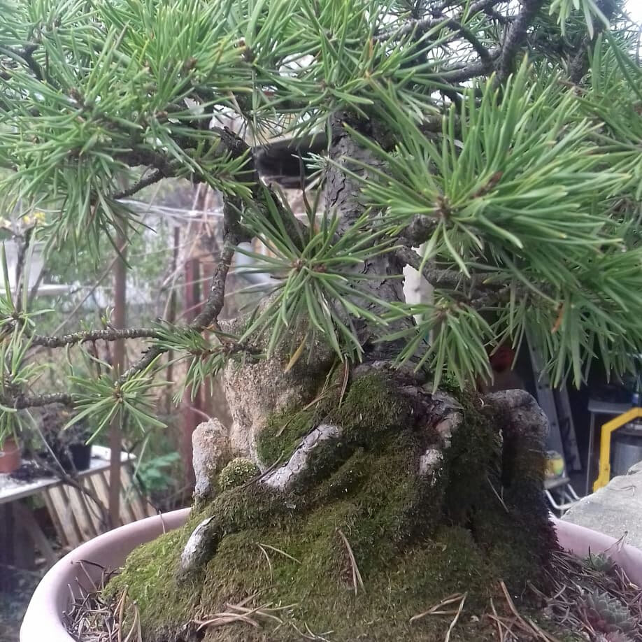 Сосна возрастом 27 лет и высотой 48 см (фото принадлежит автору)