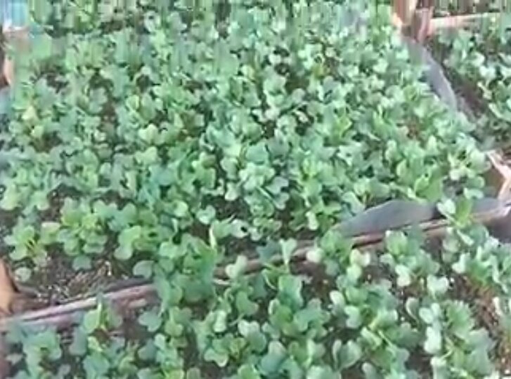 Ранняя капуста.