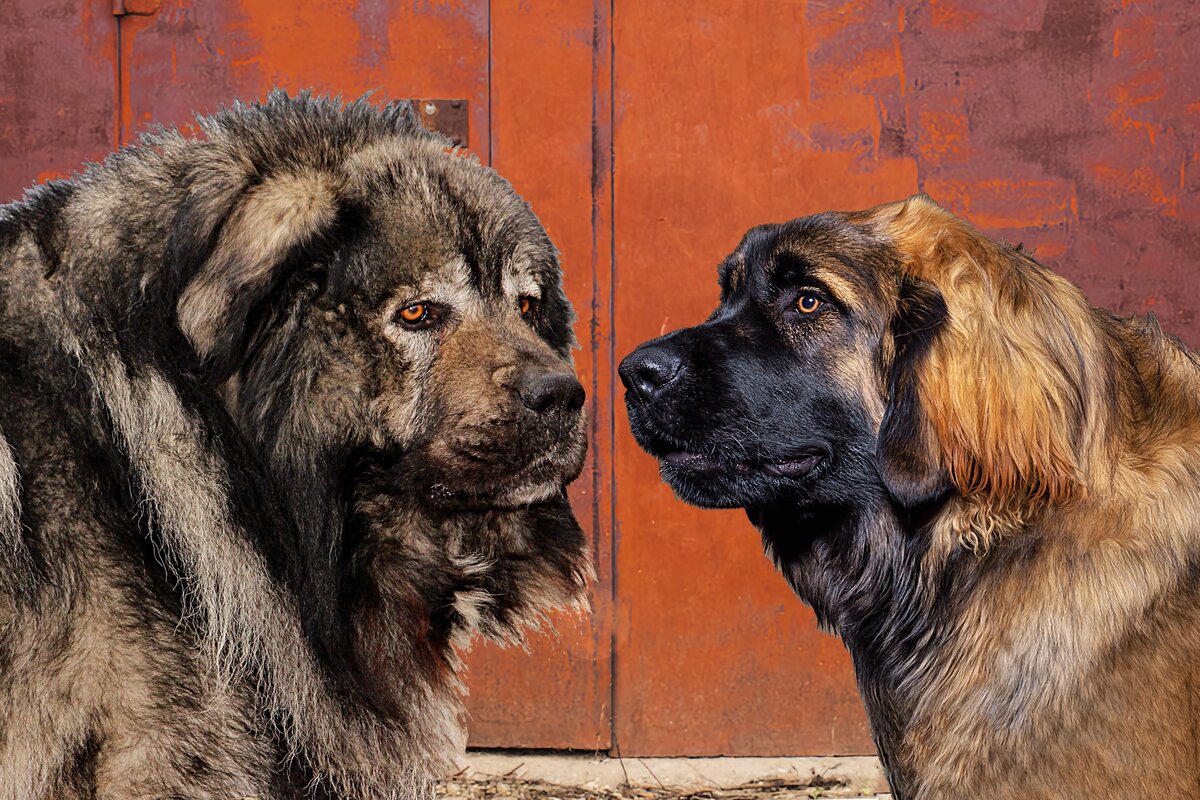 Фотоколлаж автора