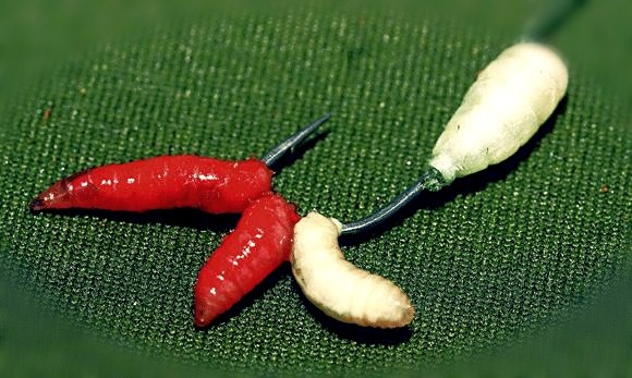 наживка-(опарыш)