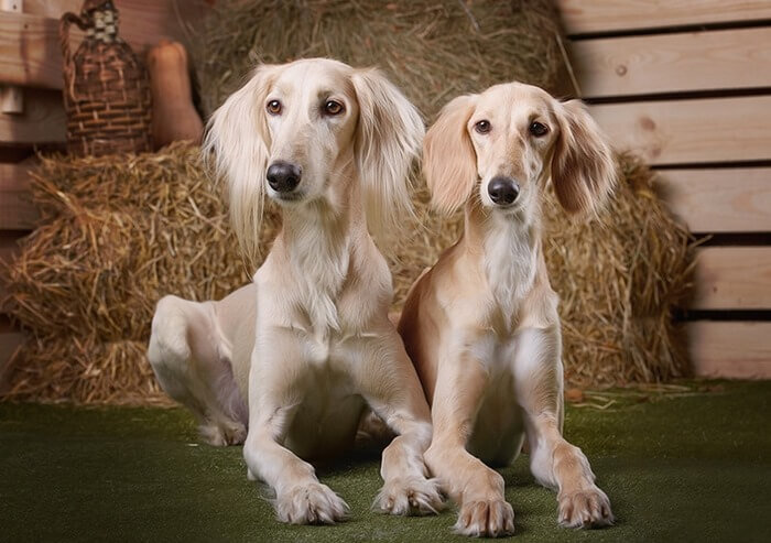 9. Салюки – от 2500 долларов 
Салюки, она же газелья собака — одна из самых древних пород собак на Земле. Эти грациозные борзые сопровождали мужчин Древнего Египта на охоте и в походах, и их изображения встречаются еще с XXII века до н. э. 
Салюки являются очень быстрыми, выносливыми и независимыми животными. Они нуждаются в физических нагрузках и социализации, но неизменно нежны и ласковы со своими хозяевами. Им нет равных по скорости бега на длинные дистанции. Преследуя дичь газелья собака может развивать скорость до 70 км в час. 
