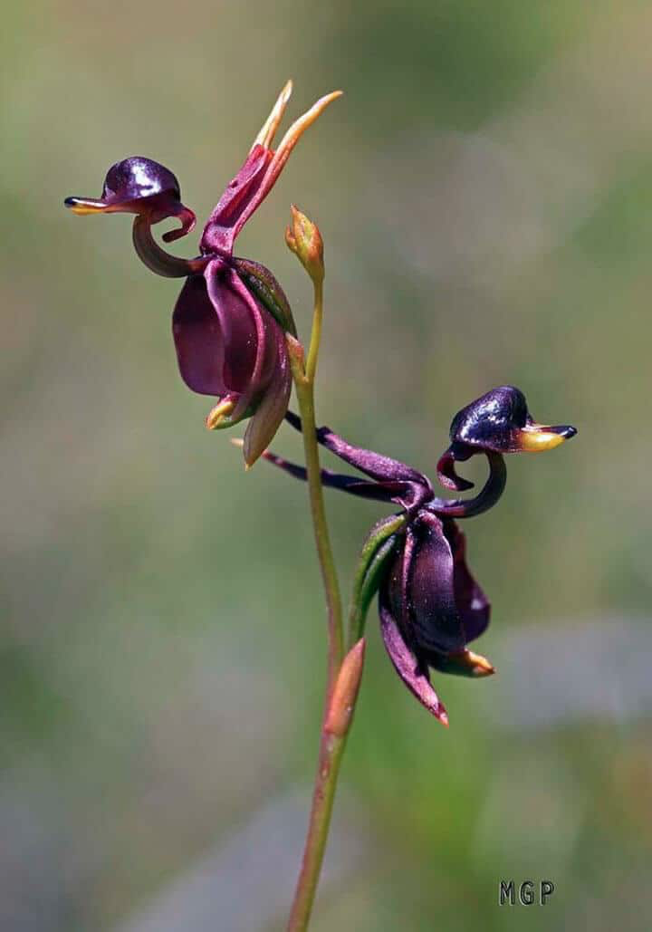 Глупый цветок. Орхидея Калания (Caleana Major). Хары Бюльбюль цветок. Орхидея Хары Бюль Бюль. Орхидея «летящая уточка» (Caleana Major).