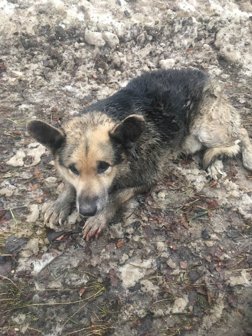 Может хозяин узнает свою собаку .Лежит на обочине в сторону Зубаньи .