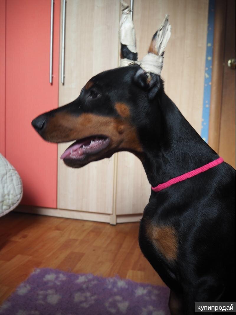 Купированный доберман