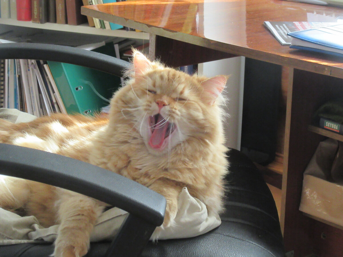 Соло. фото автора