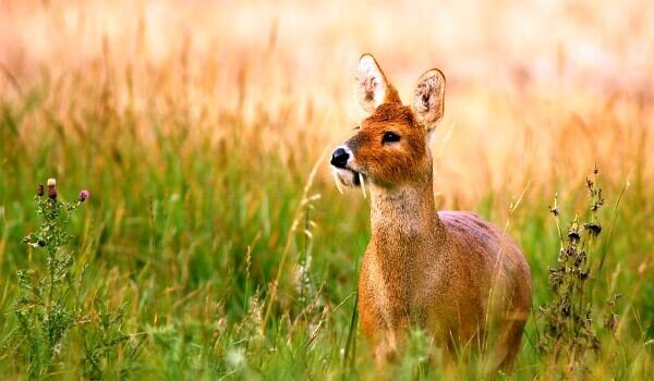 Источник ecoportal.info