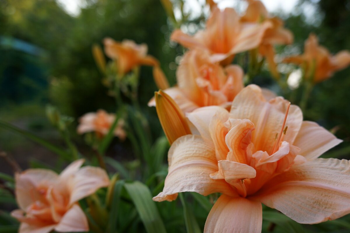 Гибридный лилейник Дабл Дрим (Hemerocallis Double Dream)