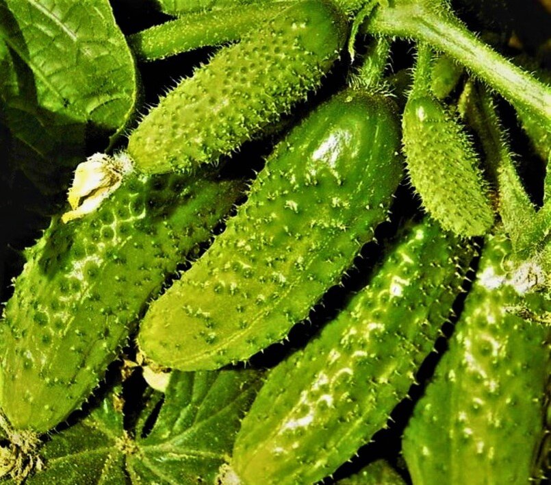  Суперурожайный Чемпион. Фото с сайта: https://clck.ru/To7wQ.