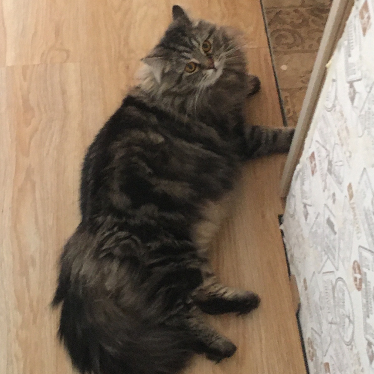 Наелся и лежит