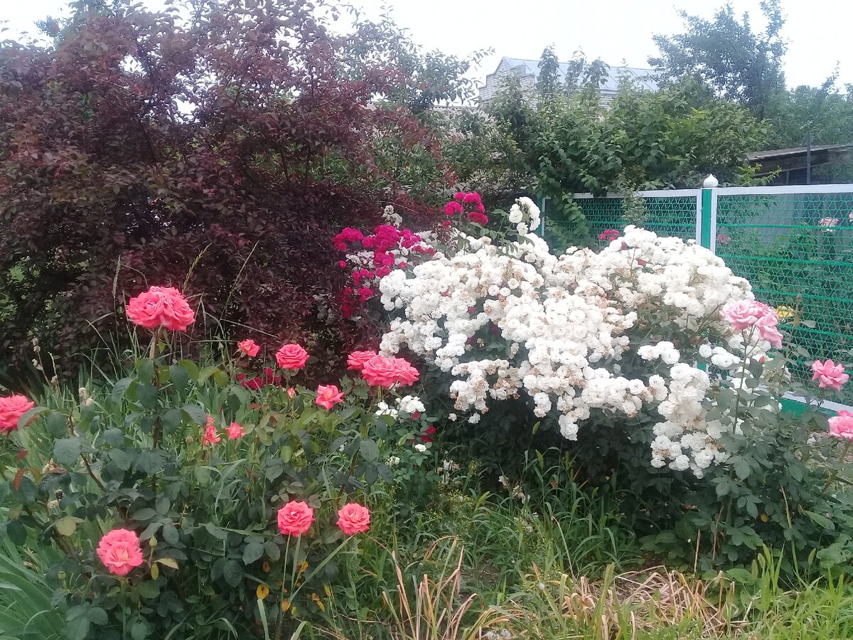 Фото автора. Почти перед каждым домом в Курганинске - цветник.