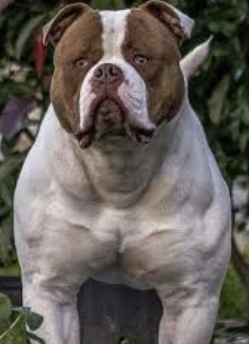 Американский бульдог