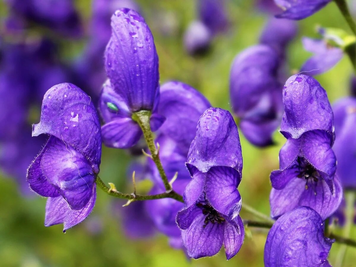 Аконит. Аконит Кармихеля. Аконит (борец). Аконит Кармихеля Арендси. Aconitum / Аконит (борец) ’.