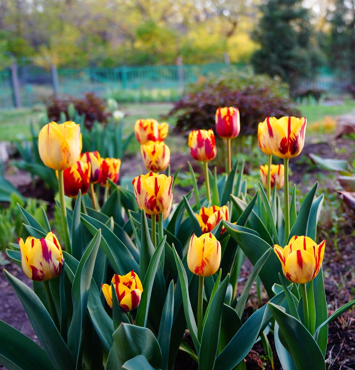 Тюльпан Хелмар (Helmar) 