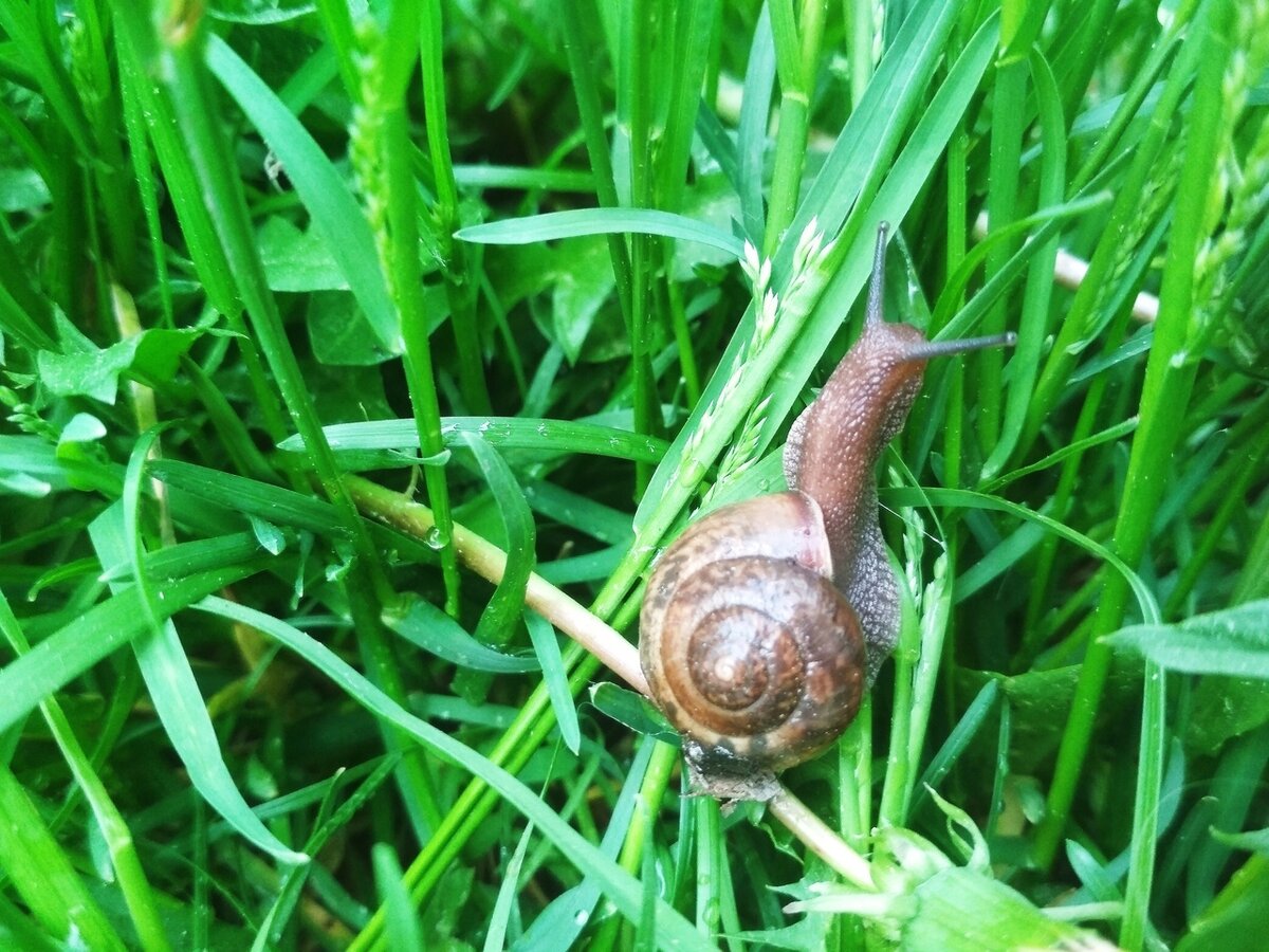 Только в пасмурную погоду их и видно