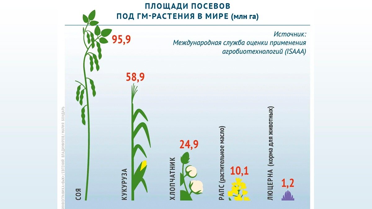 Фото:меркурий-россельхознадзор.рф Площади посевов генетически модифицированных растений в мире