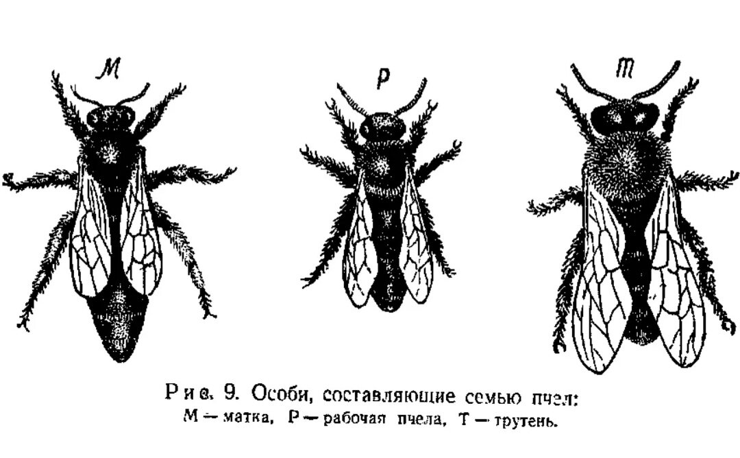 Как нарисовать матку пчелы