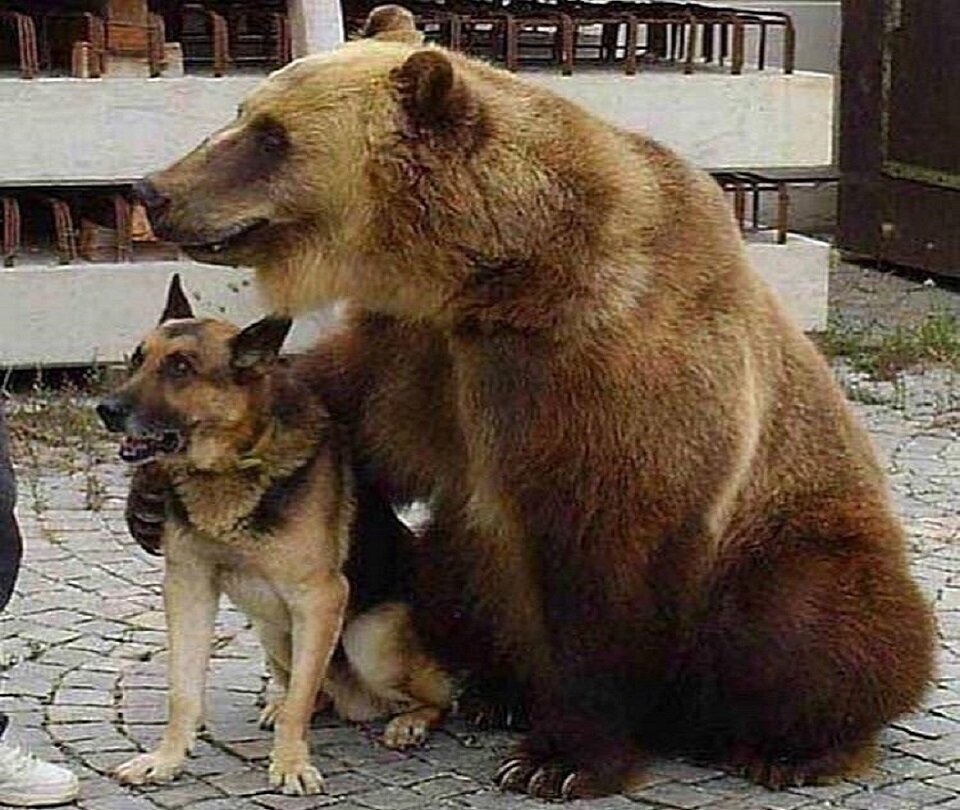 Медведь и собака могут быть друзьями