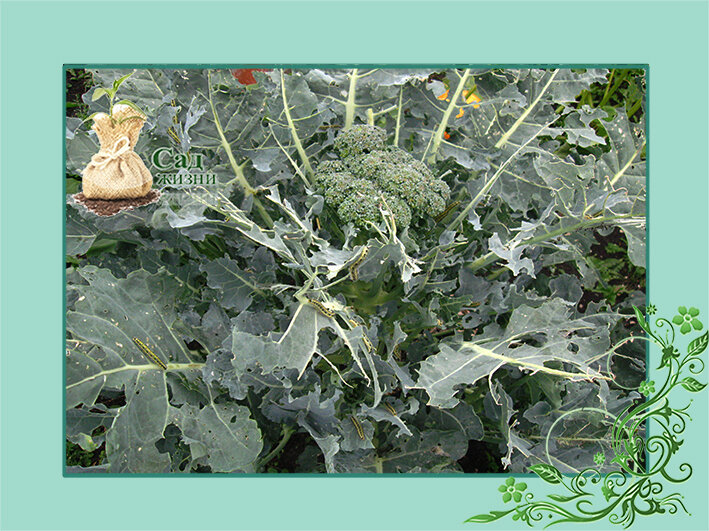 Вредители на капусте