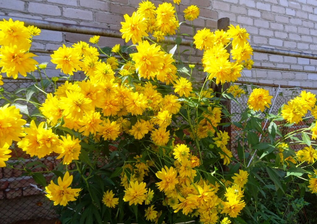 Мои любимые Золотые шары. 