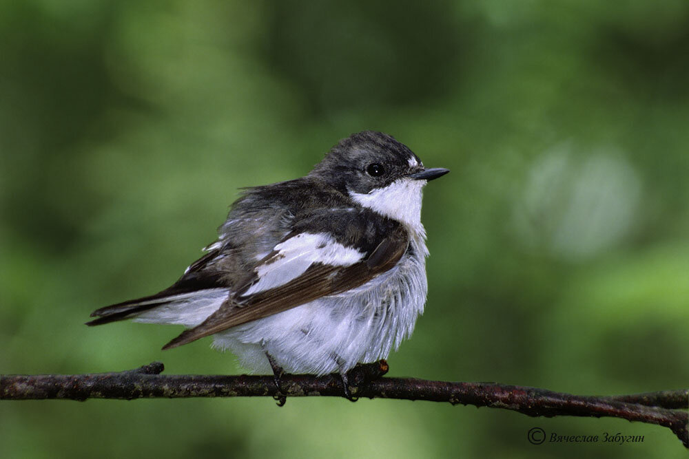 Мухоловка-пеструшка - eBird