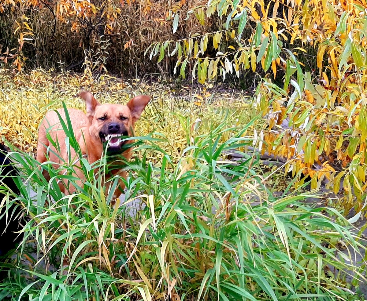 Джесс охраняет свои сокровища только от собак. На фотографии она ест жесткую траву.