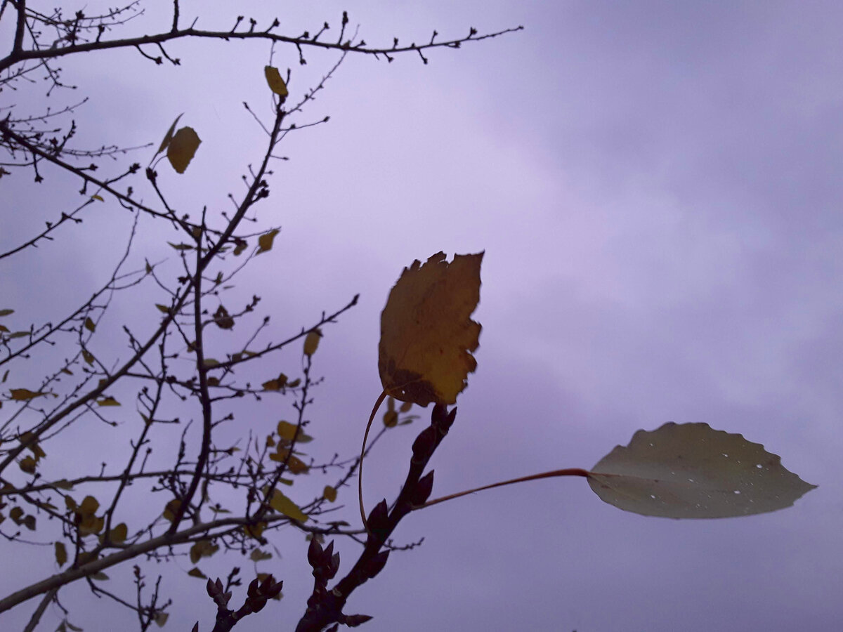 Ветер уносит листья. Стебли и листья на ветру. Мгновение дзен.
