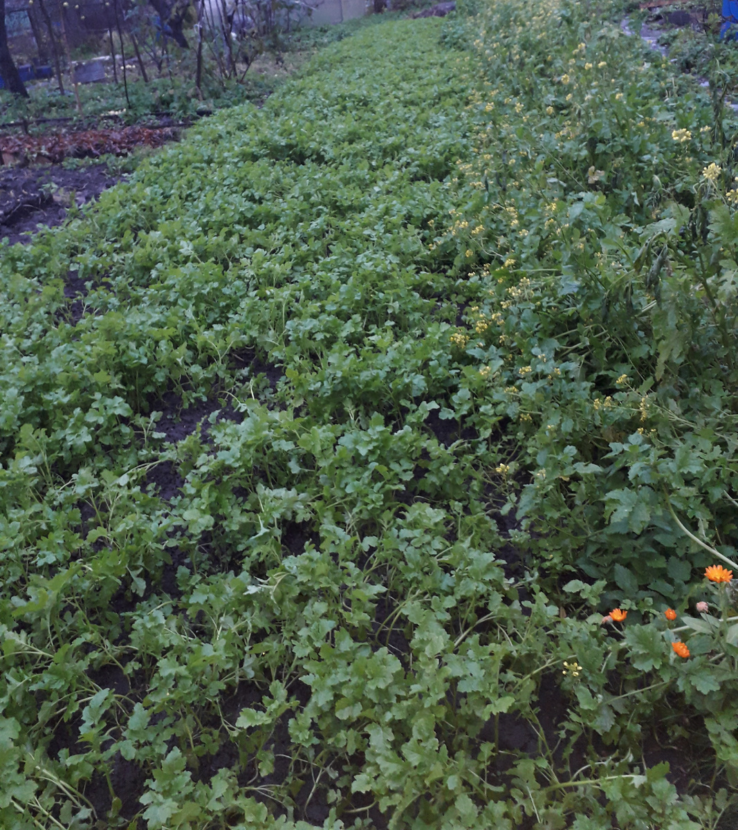 Фото автора. Горчица, выросшая после уборки картофеля.