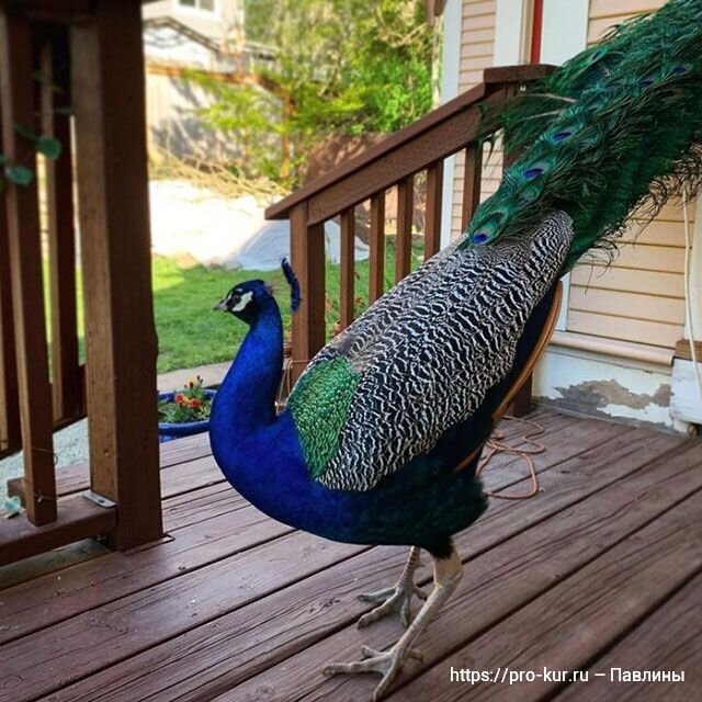 Разведение павлинов с чего начать в домашних условиях 🦚 | Курочка | Дзен