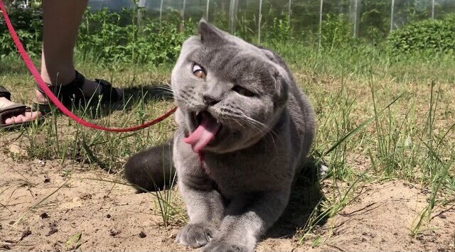 А это первая прогулка :) страха уже нет, но... кадр забавный :)