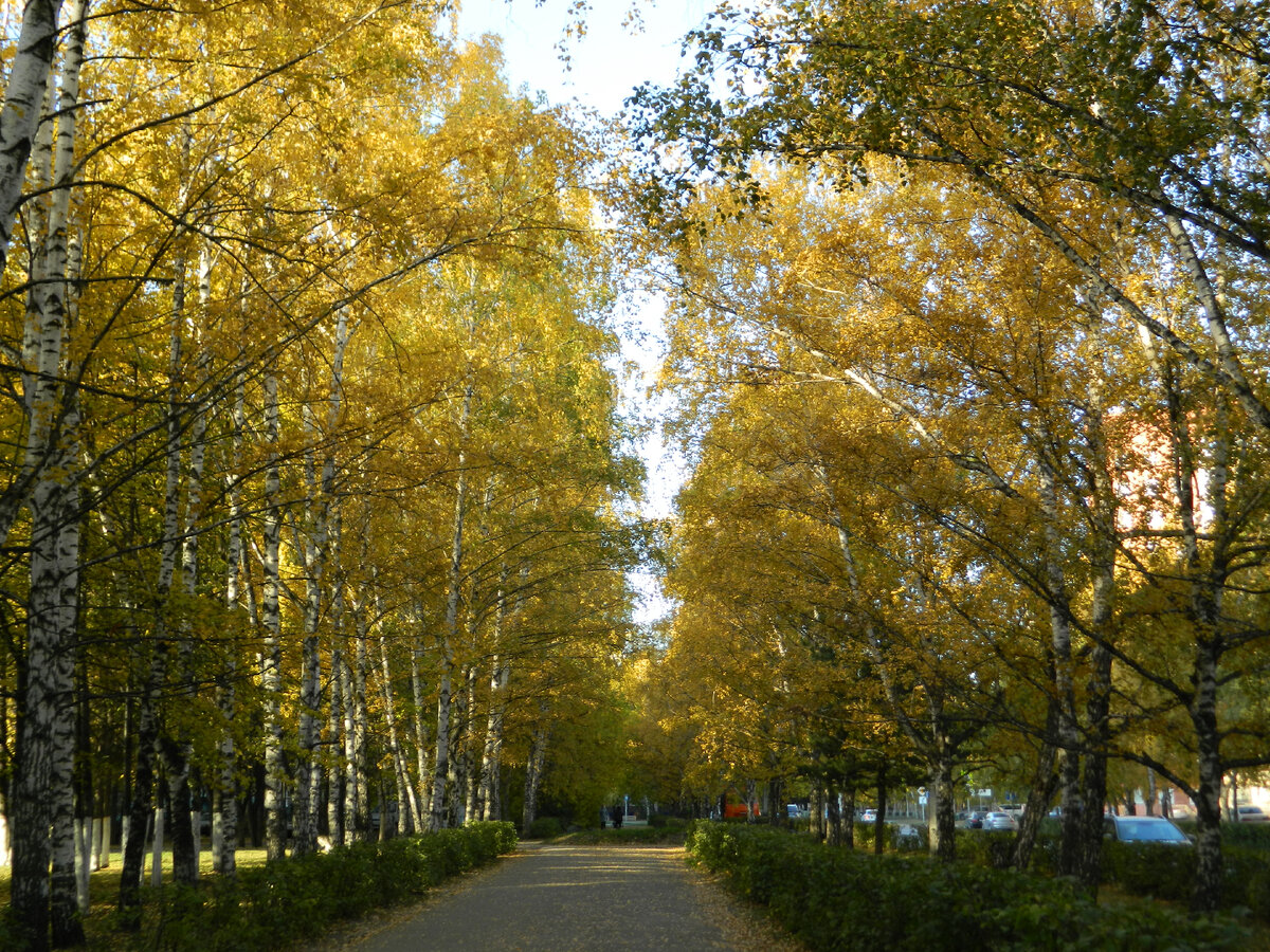Золотые березы на городских улицах
