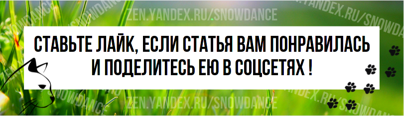 Если ваша кошка выходит на улицу, есть вероятность, что вы видели, как она ест траву. Возможно, вы даже видели, как кошку рвало травой. Но кошки - не коровы, так почему же они едят траву?-3