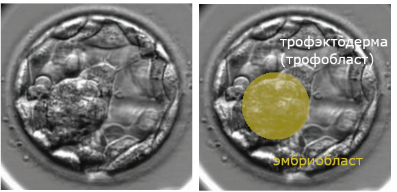 желтым обозначет эмбриобласт, мелкие клетки по кругу - трофобласт