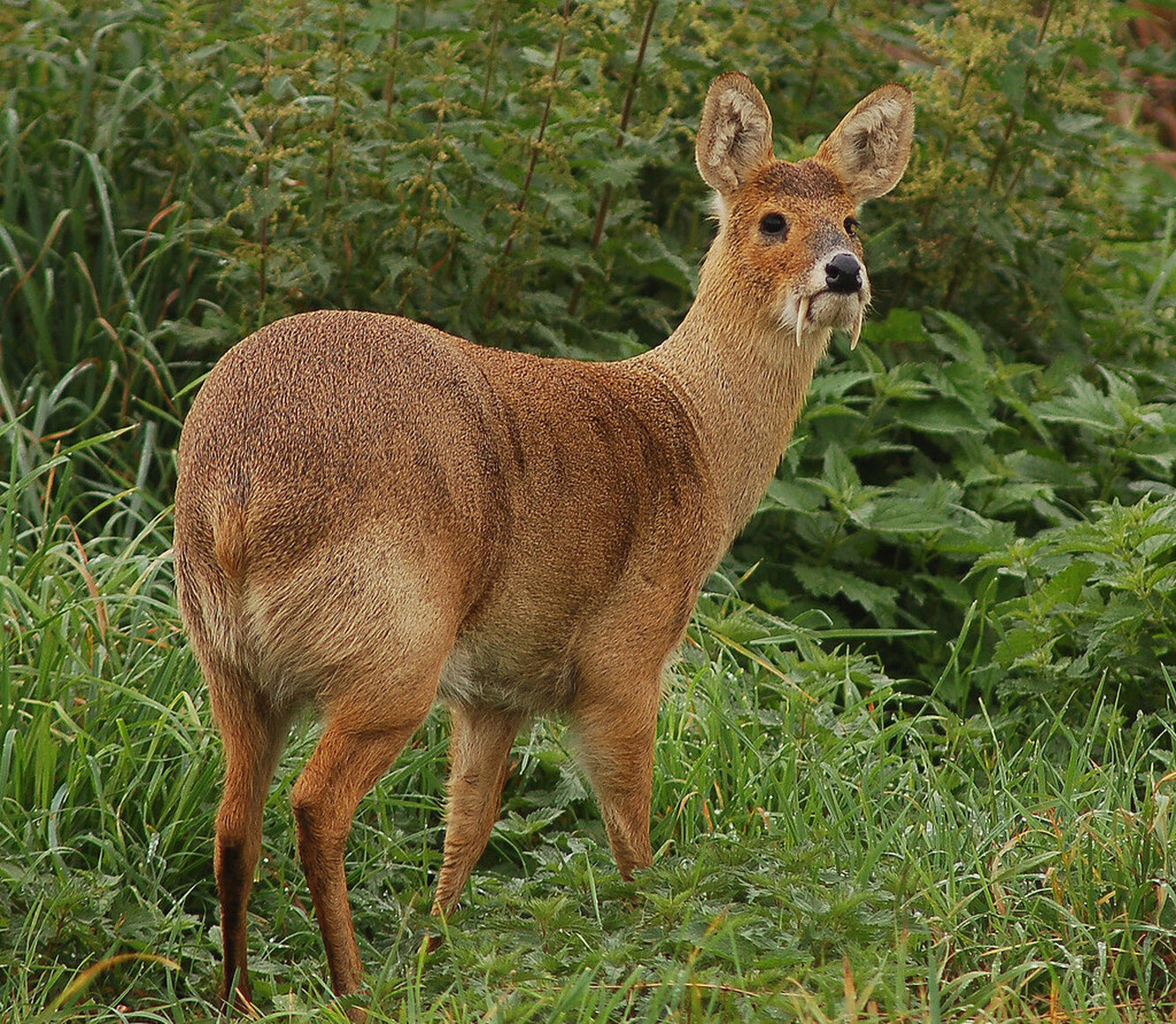 Сибирская кабарга. Сахалинская кабарга Moschus moschiferus sachalinensis. Антилопа кабарга. Саблезубый олень кабарга.