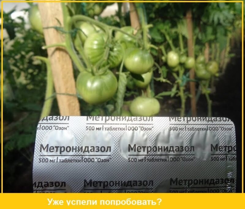 Использование «Метронидазола». Иллюстрация для статьи используется по стандартной лицензии ©dachnyedela.ru