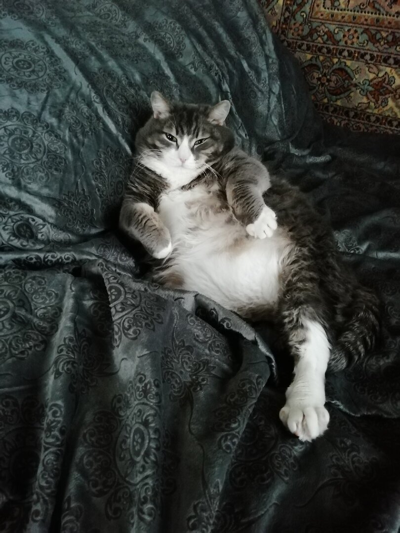 Кот был в квартире царем