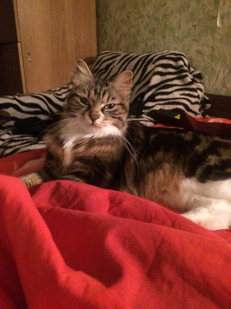 Кошка породы Курильский бобтейл.