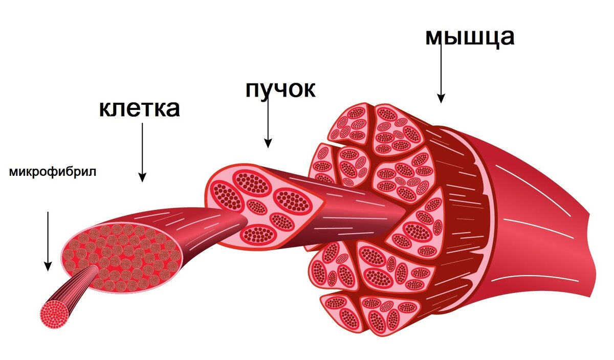 Мышца в разрезе