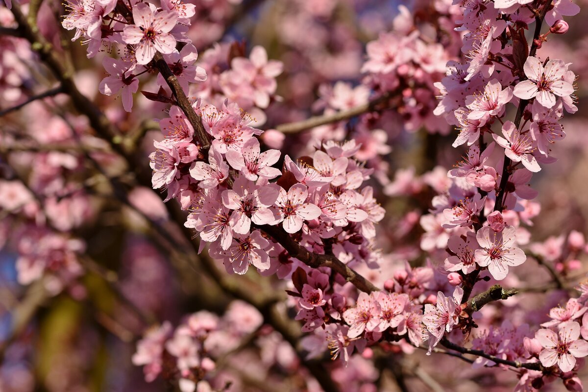 Blooming Sakura