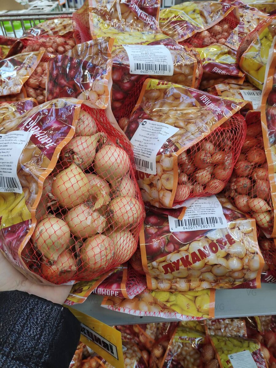 Луковицы для ленивых. На заднем плане севок привычного размера. Фото из архива автора