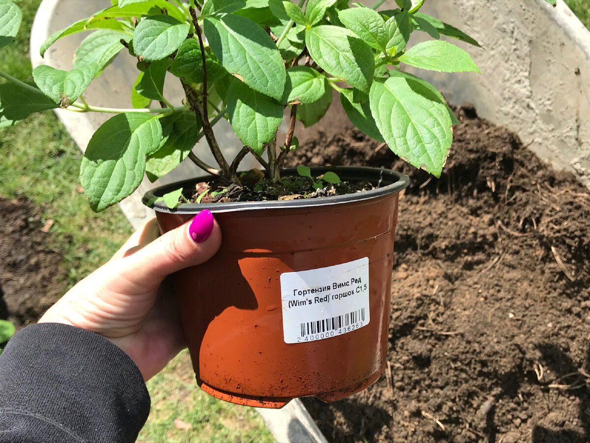 Гортензия метельчатая Вимс Ред, годовалый саженец