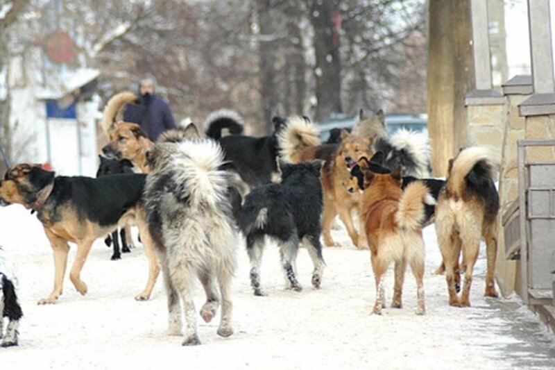 Фото: mosregtoday.ru