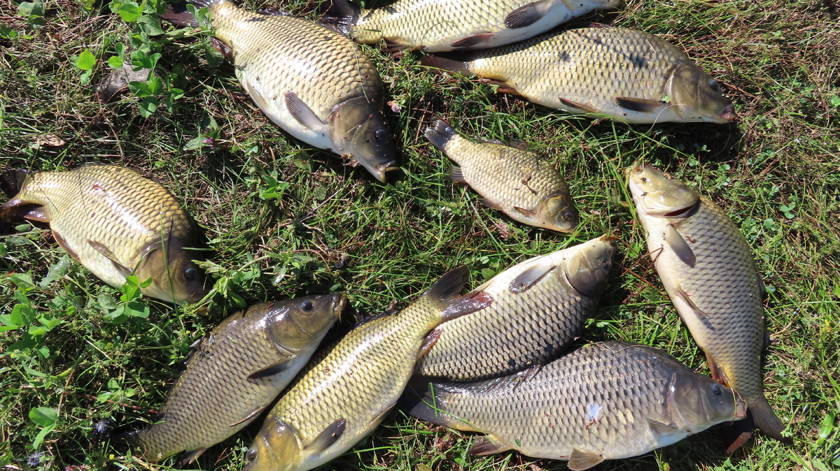 Рецепт быстрого приготовления технопланктона . Ловля карпа и толстолоба. My fishing