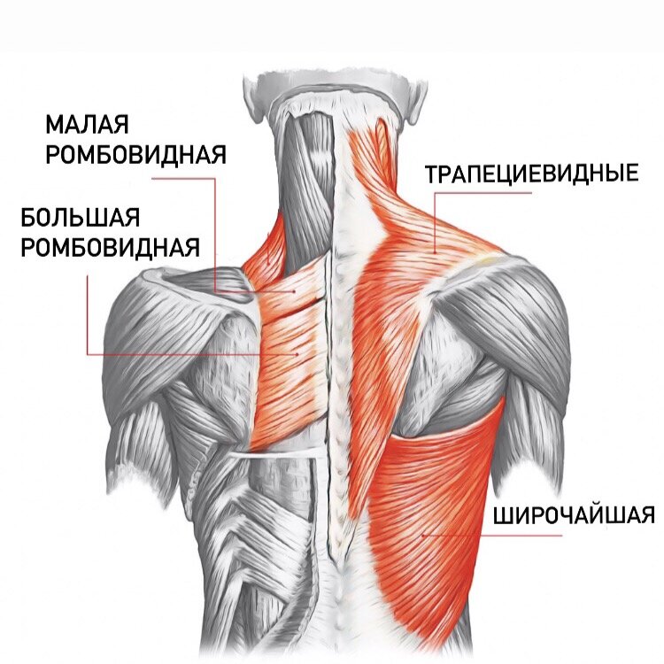 Передний край трапециевидной мышцы