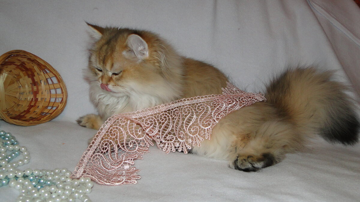 Золотой кот Кося