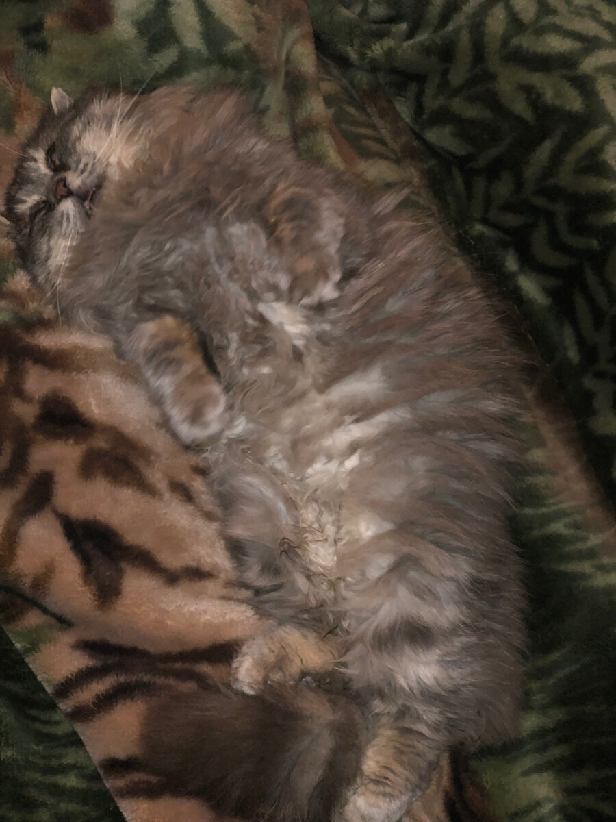 Ну как не похвалить такого красивого кота. Везде фото автора.