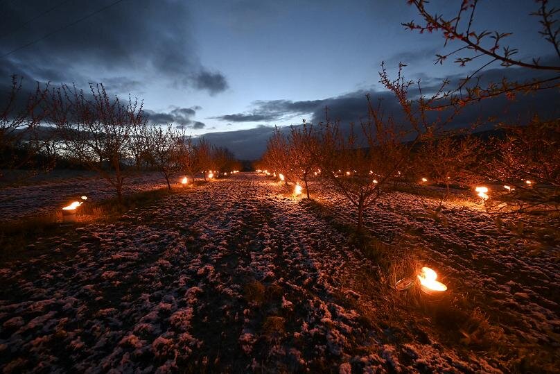 Свечи горят, чтобы защитить деревья от мороза в саду в Вестхоффене, восточная Франция. 