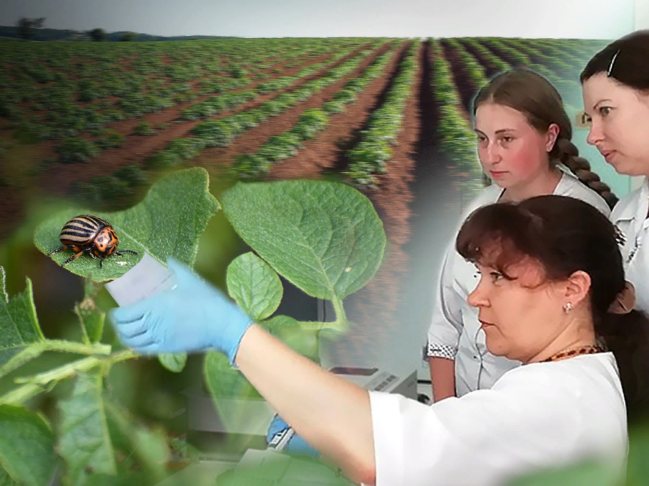 Коллаж ForPost/ Анастасия Крыжко знакомит коллег с новой методикой.