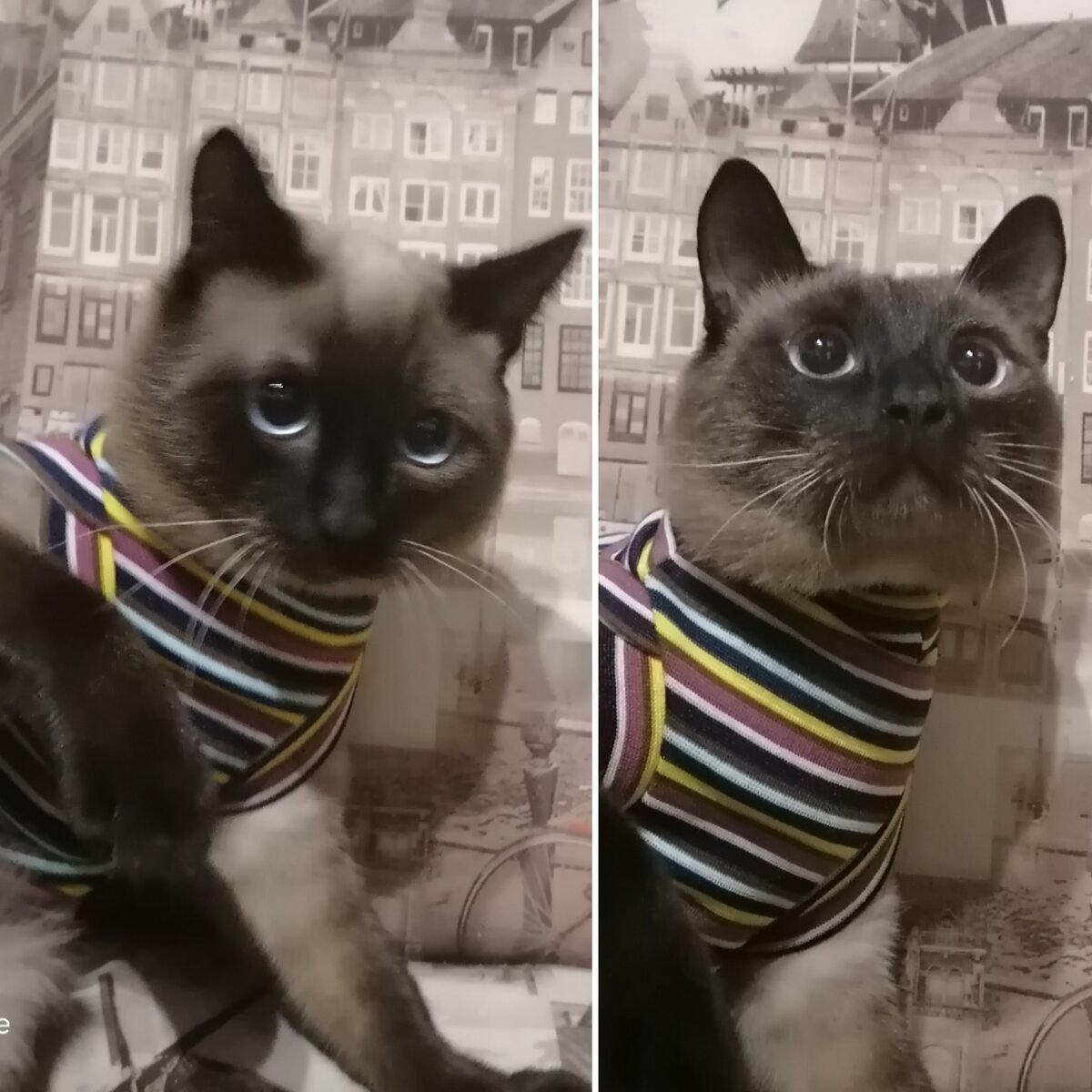 Фото автора. Эту кошачью водолазочку мы приобрели осенью, когда было прохладно, а котик лечился от цистита. К сожалению, на фото не видно, что она отлично закрывает спинку и имеет небольшой начес