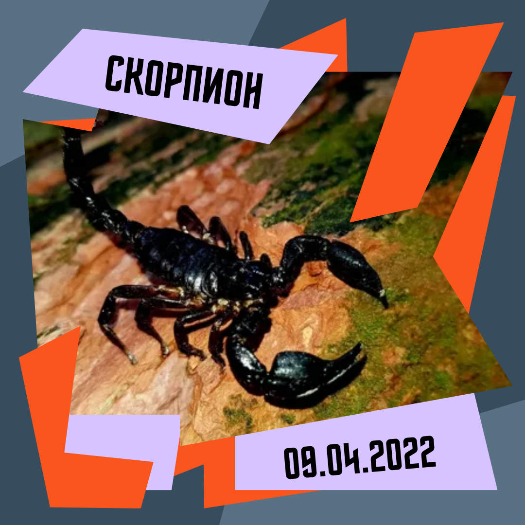 Скорпион - 09.04.2022